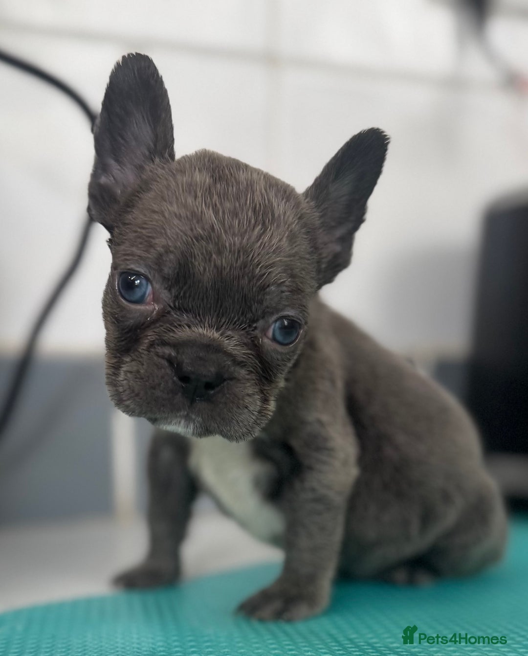 French Bulldog dogs for sale: French bulldogs - Image 32