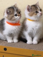 British Shorthair cats - Advert 8