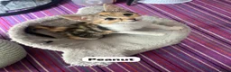 Mixed Breed cats for adoption: Rescue kitten peanut is looking for her own home - Advert 1