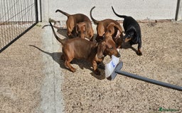Dachshund dogs for sale: "READY GO STUNING 5 STANDARD DACHSHUND PUPPIES  - Image 14