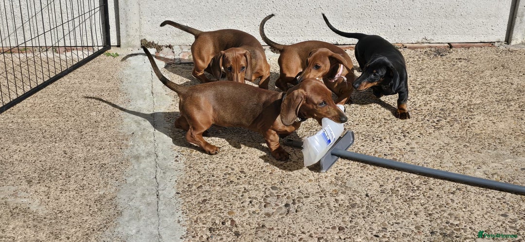 Dachshund dogs for sale: "READY GO STUNING 5 STANDARD DACHSHUND PUPPIES  - Image 14