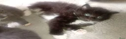 Persian cats for sale:  8 Persian kittens, Blue, Black and Black & White. - Advert 23