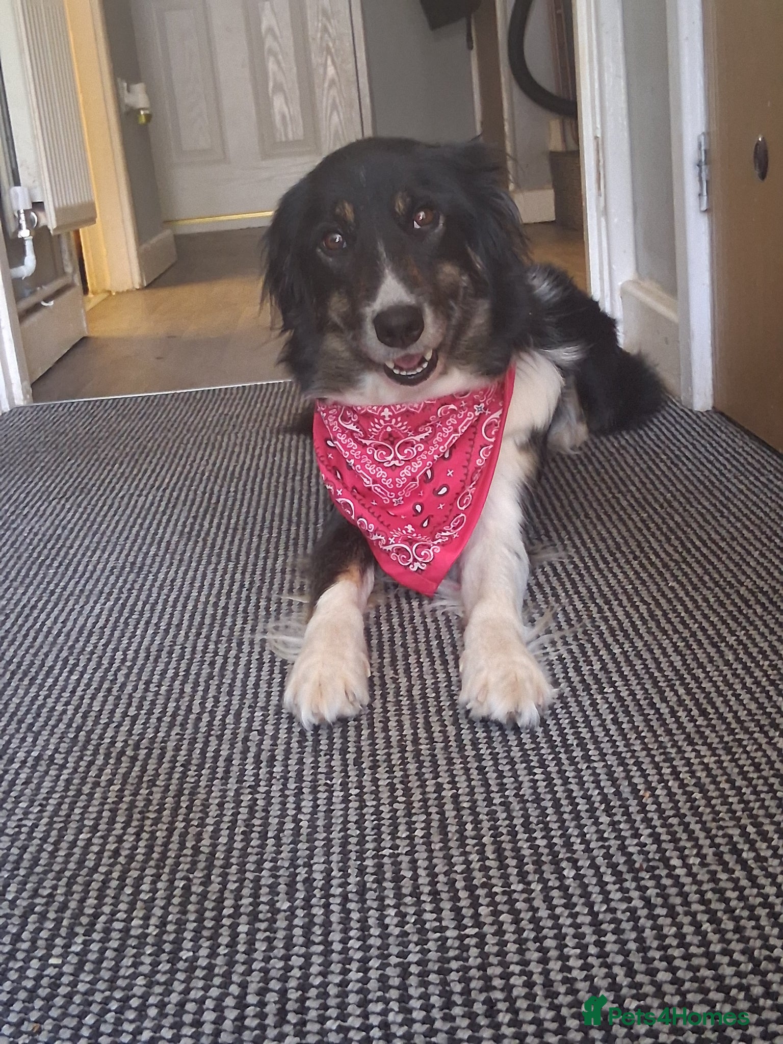Border Collie dogs I have 1 female and 1 male collie puppies left  - Advert 3