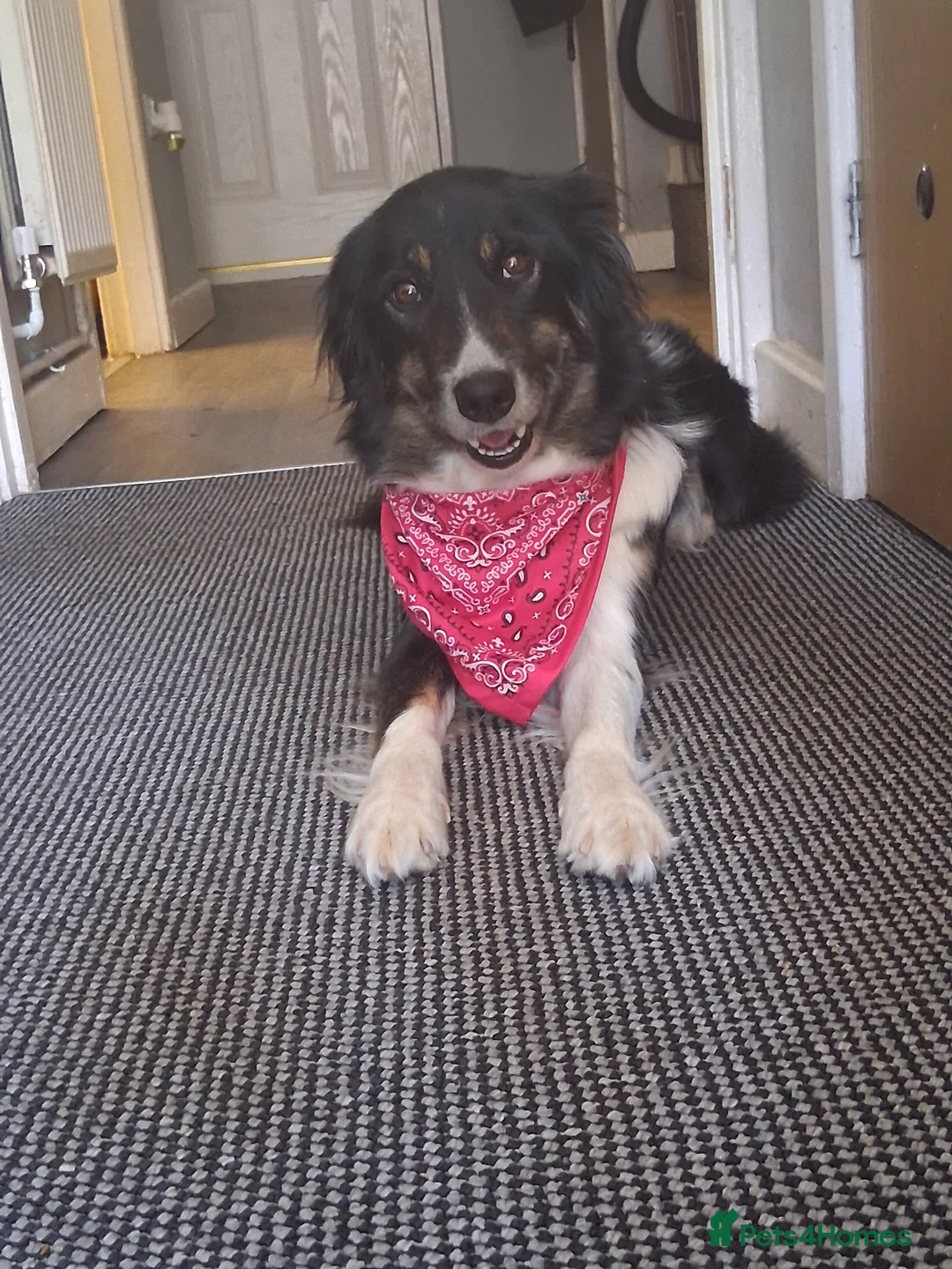 Border Collie dogs for sale: I have 1 female and 1 male collie puppies left  - Advert 1