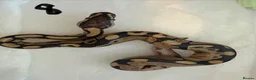 Python Snake reptiles for sale: Collection of Royals  - Advert 16