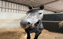 Connemara horses for sale: Whinny  - Advert 6