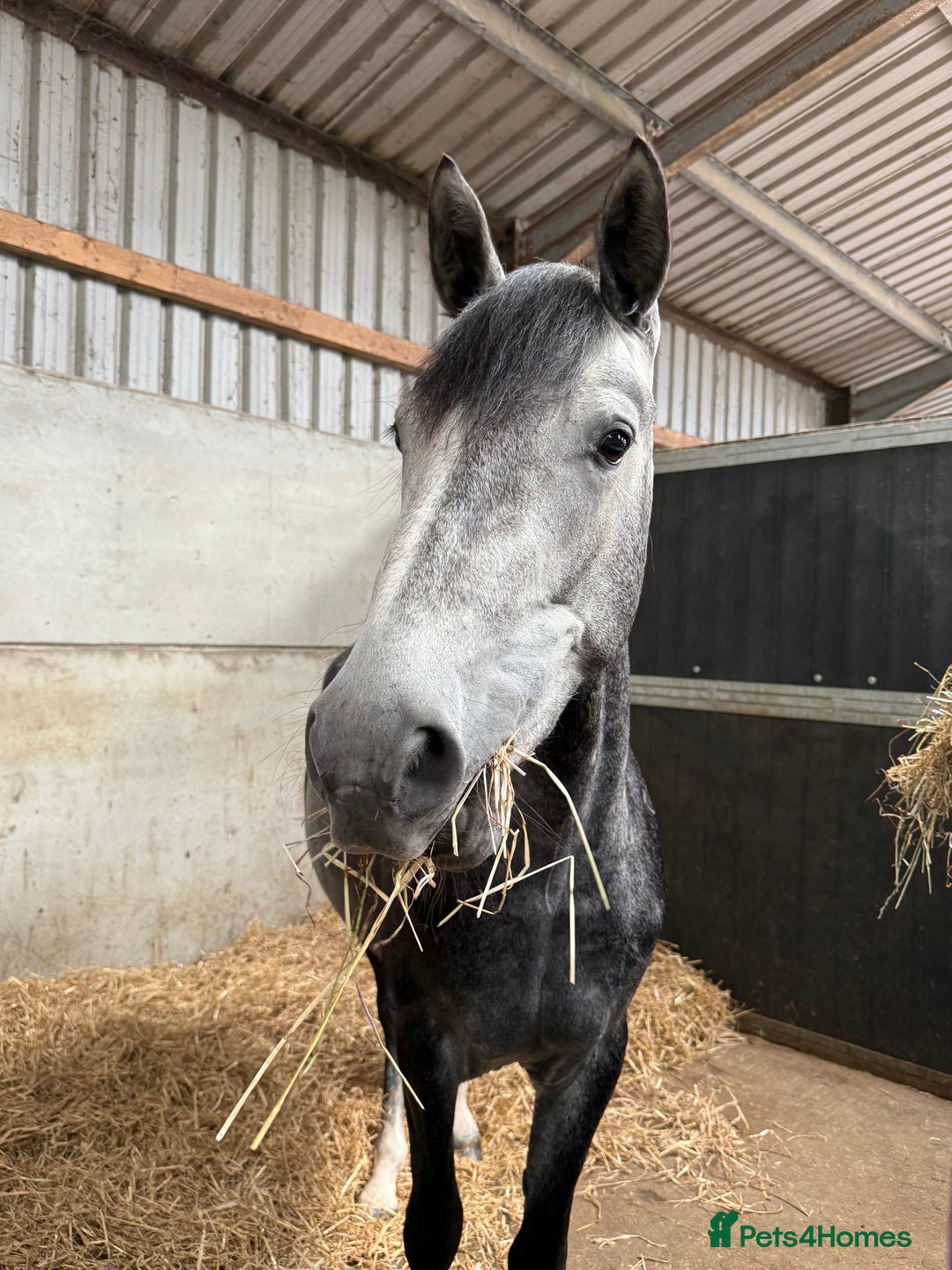 Connemara horses for sale: Whinny  - Advert 6