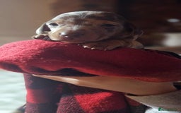 Miniature Dachshund dogs for sale: KC Mini Dachshund Dapple Girls & Boys and Tan Boy - Image 29