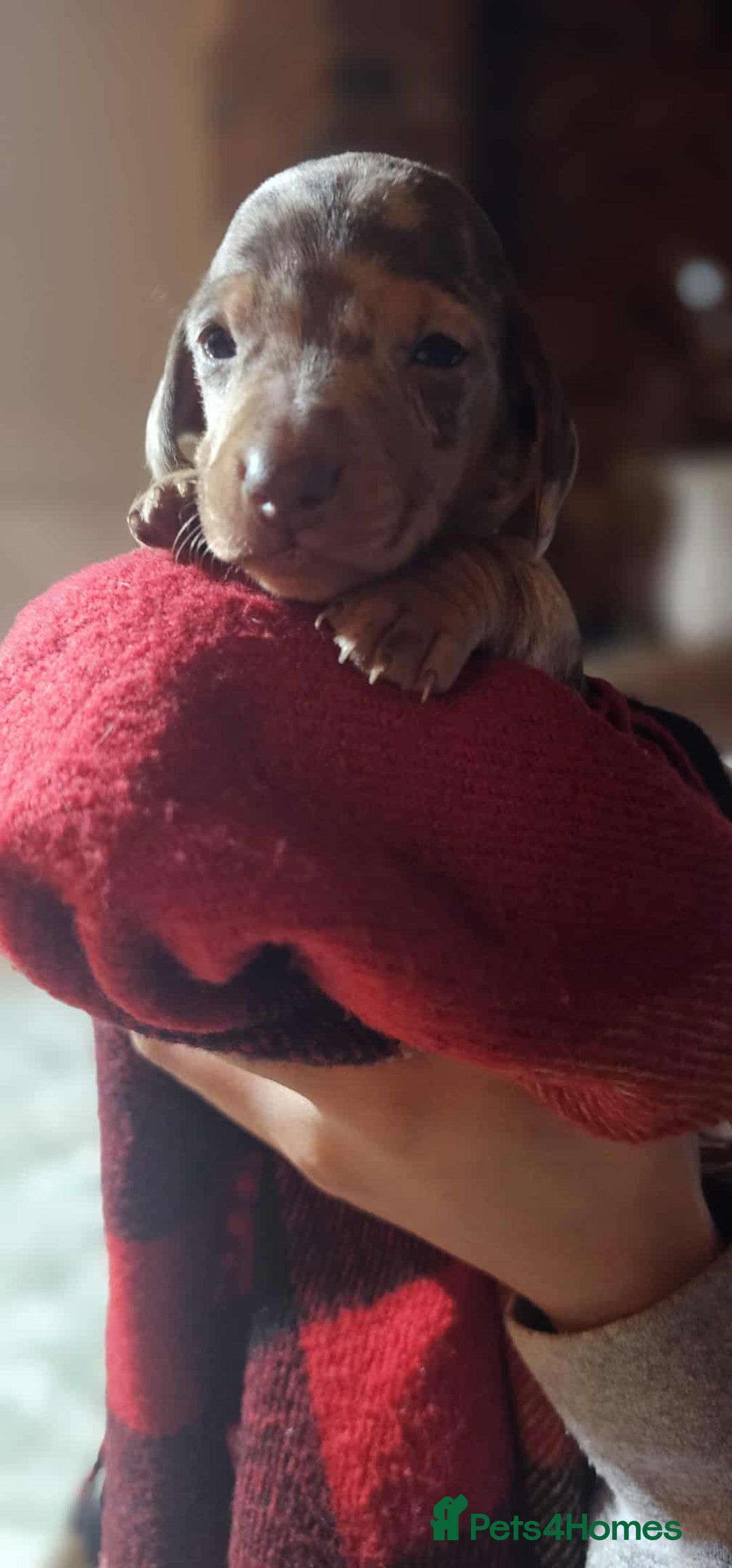 Miniature Dachshund dogs for sale: KC Mini Dachshund Dapple Girls & Boys and Tan Boy - Image 29