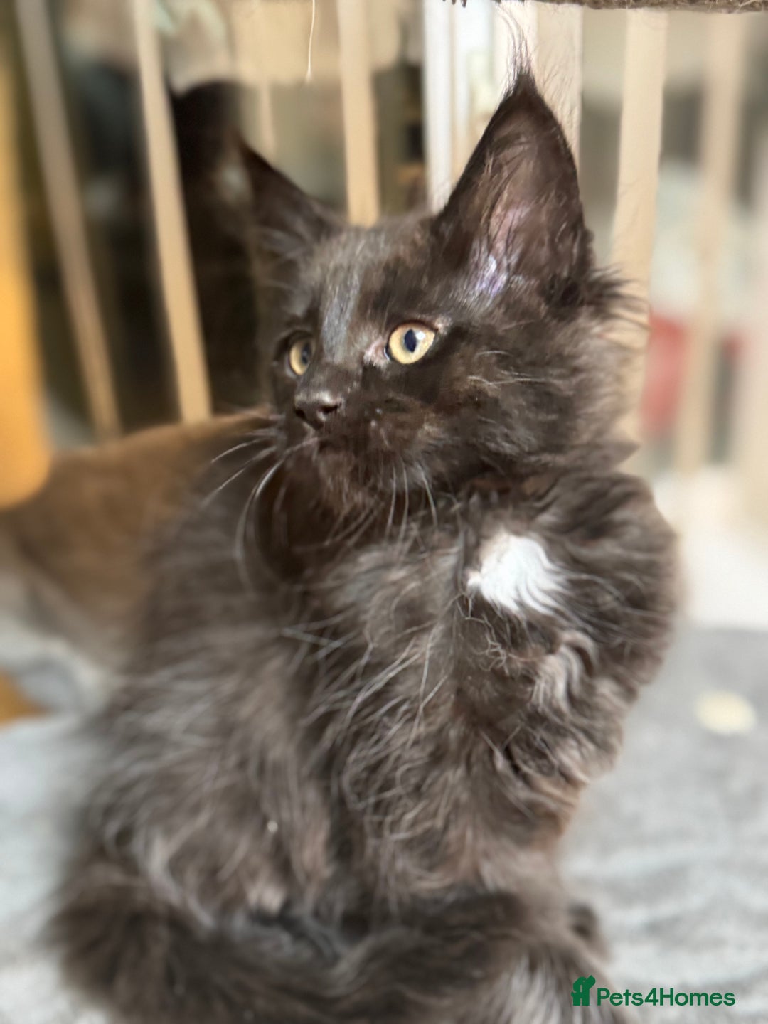 Maine Coon cats for sale: Adorable pure breed Maine coon Kittens’s for sale - Advert 35