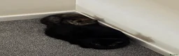 British Shorthair cats for sale: Sisters need loving home - Advert 9