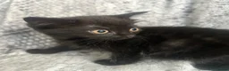 Burmese cats for sale: 🐾 Burmese x British shorthair kittens 🐾 - Advert 8