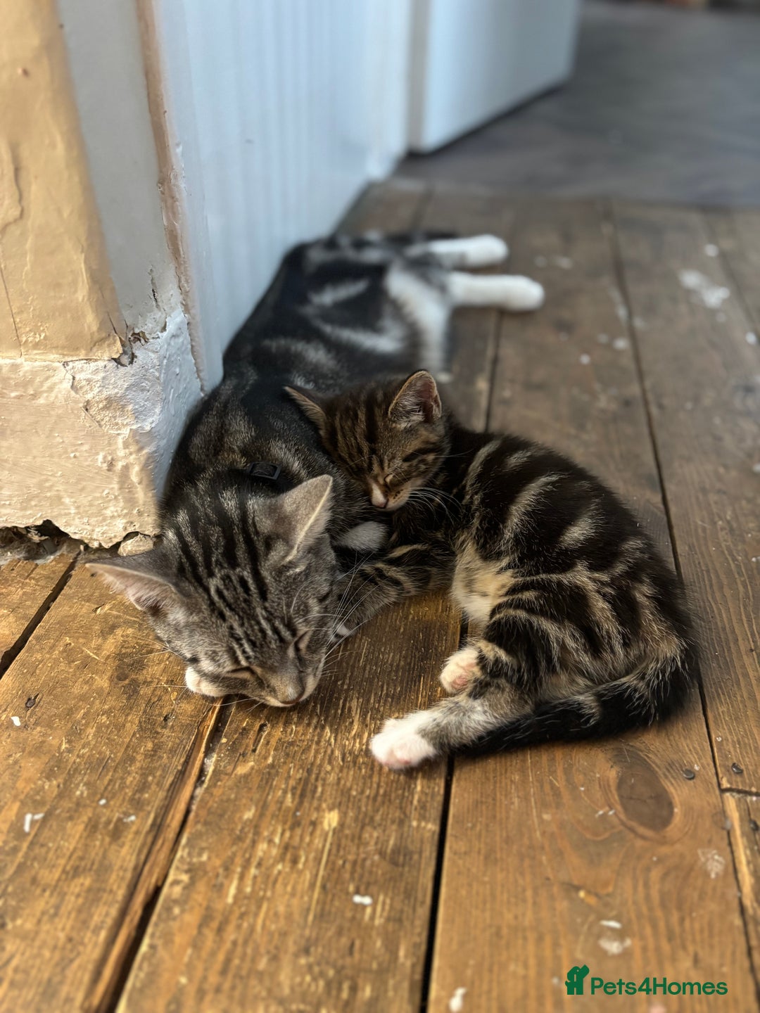 Mixed Breed cats for sale: Female cat - Image 6