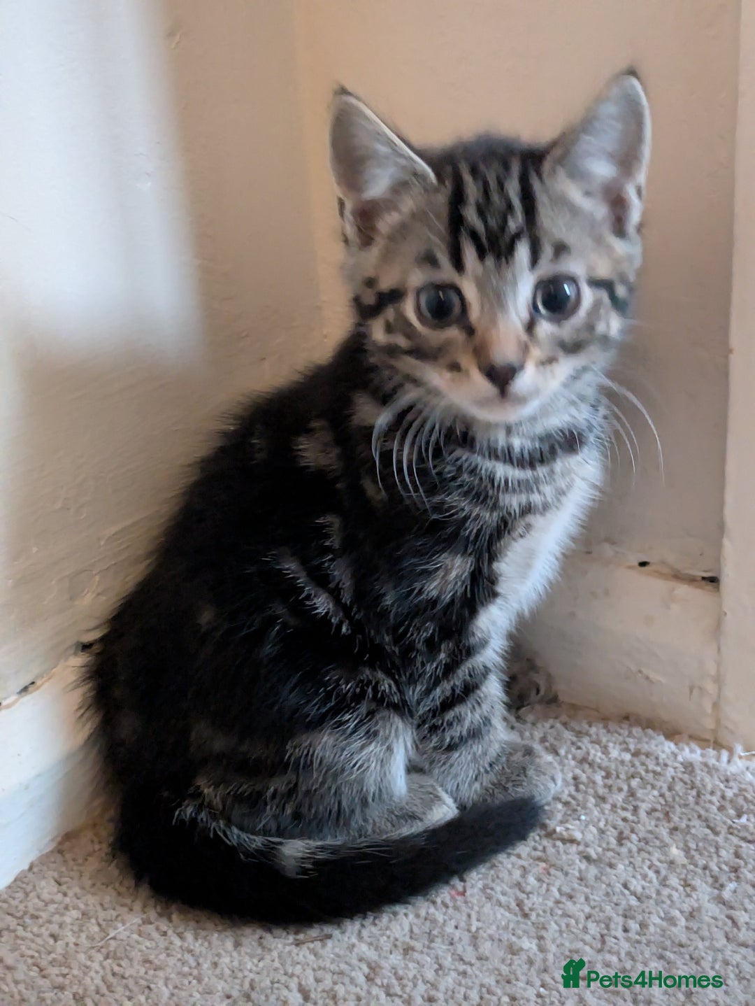 Mixed Breed cats for sale: Kittens  - Advert 4