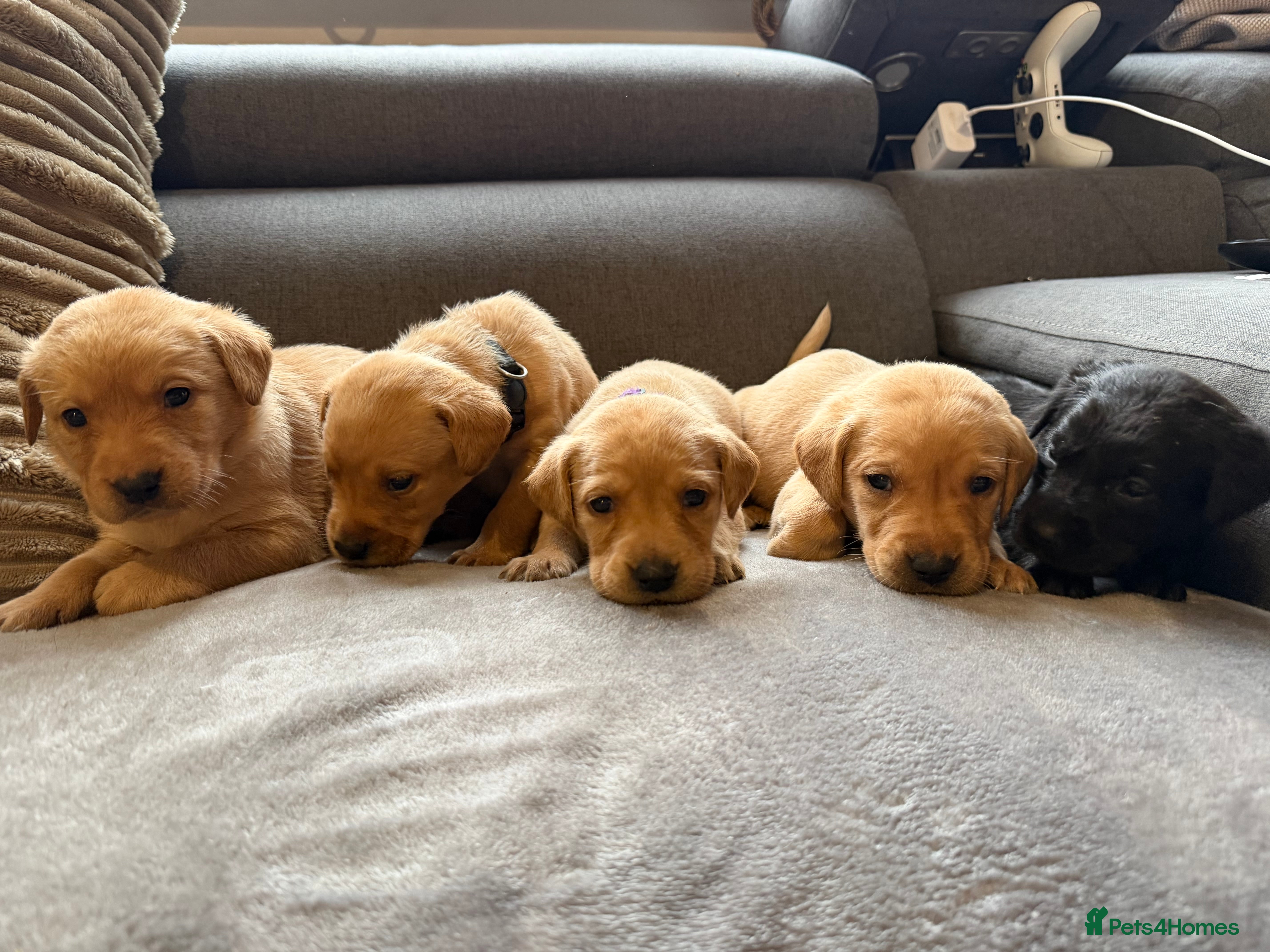 Labrador Retriever dogs Labrador Puppies for sale - Advert 4