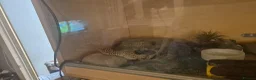 Leopard Gecko reptiles for sale: 2 year old  female leopard gecko with full setup  - Advert 7