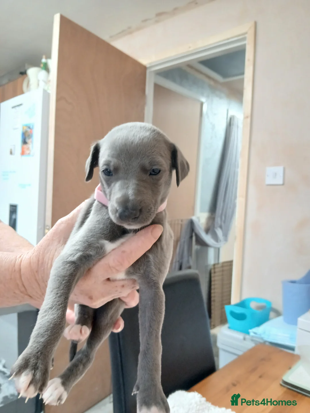 Whippet dogs for sale: Whippet puppys - Advert 2