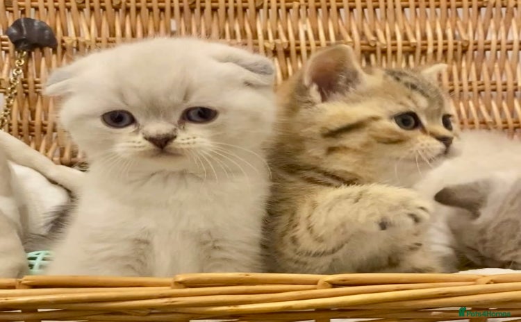 British Shorthair cats - Advert 14