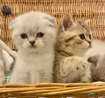 British Shorthair cats - Advert 1
