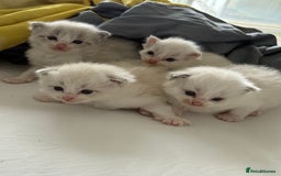 Ragdoll cats for sale: Beautiful Ragdoll gccf registered - Image 11