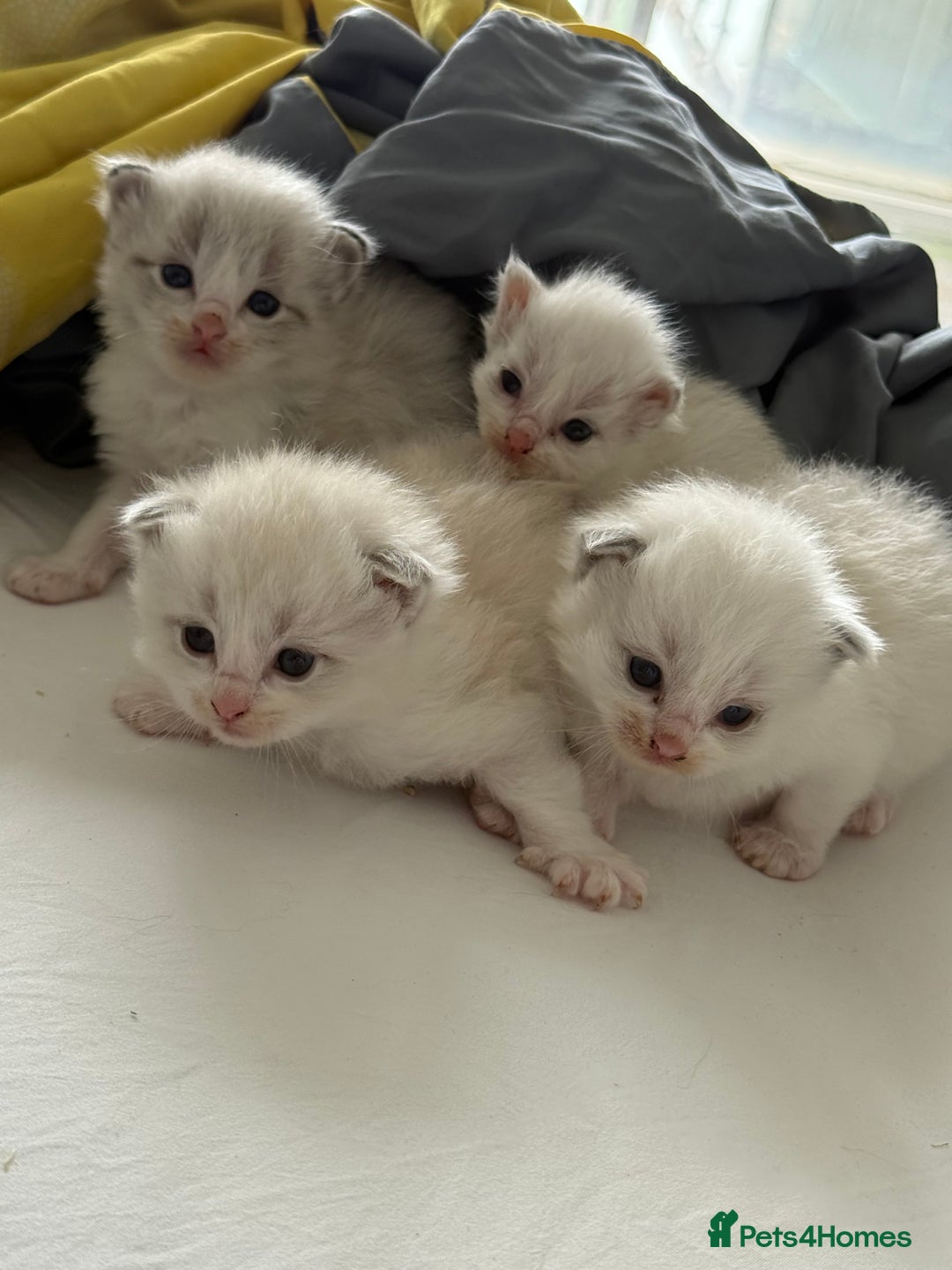 Ragdoll cats for sale: Beautiful Ragdoll gccf registered - Image 11