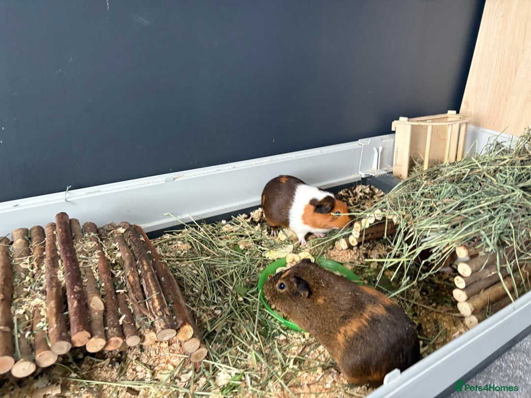 Guinea Pig rodents for sale: 3 male guinea pigs - Image 2