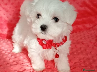 Maltese dogs Tiny Maltese puppies.Ready to leaveNow 2 boys left - Advert 11