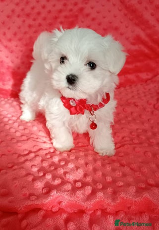 Maltese dogs Tiny Maltese puppies.Ready to leaveNow 2 boys left - Advert 11