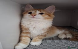 Maine Coon cats for sale: Beautiful Part Maine Coon Female Kitten - Image 9