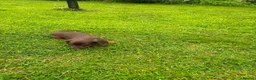 Miniature Dachshund dogs for sale: Beautiful Miniature Dachshunds 🐾 in Wednesbury - Advert 7