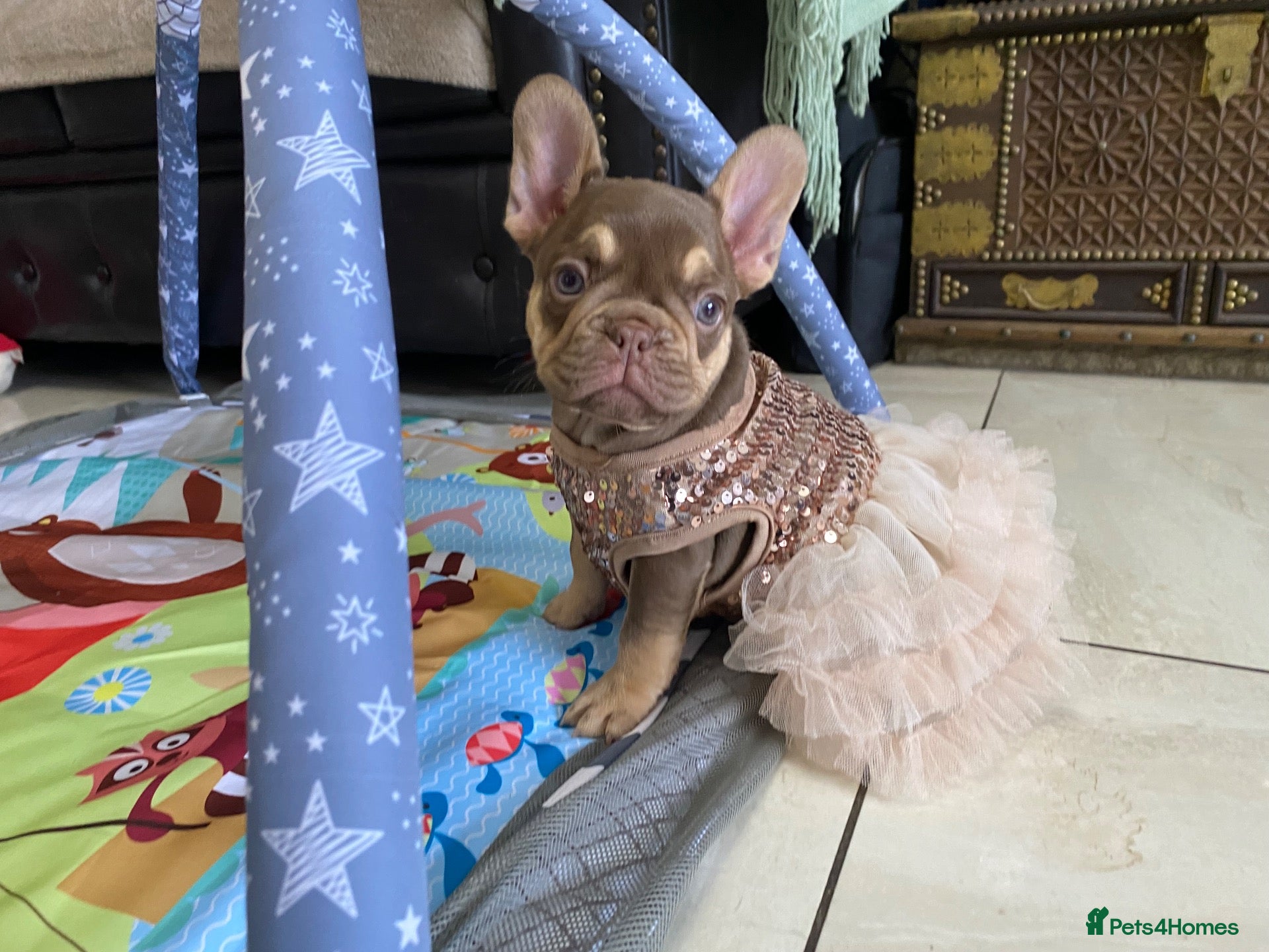 French Bulldog dogs for sale: FRENCH BULLDOGS, MERLE, ROJO, ISABELLA NEWSHADE. - Advert 6