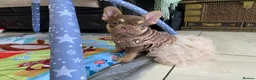French Bulldog dogs for sale: FRENCH BULLDOGS, MERLE, ROJO, ISABELLA NEWSHADE. - Advert 16