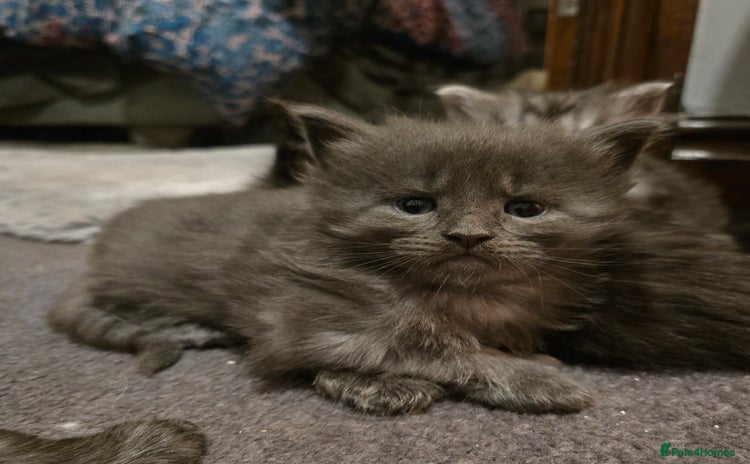 Maine Coon cats ✨✨✨Reserve now..✨✨✨ POLLYDACTYL 6666 MAIN  COONS - Advert 10