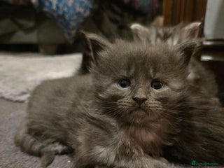 Maine Coon cats ✨✨✨Reserve now..✨✨✨ POLLYDACTYL 6666 MAIN COONS - Advert 9