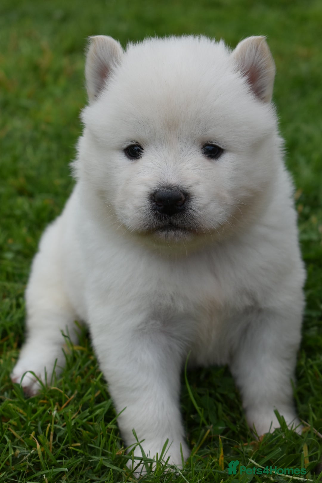 Siberian Husky dogs for sale: Beautiful Chowski puppies  - Image 14