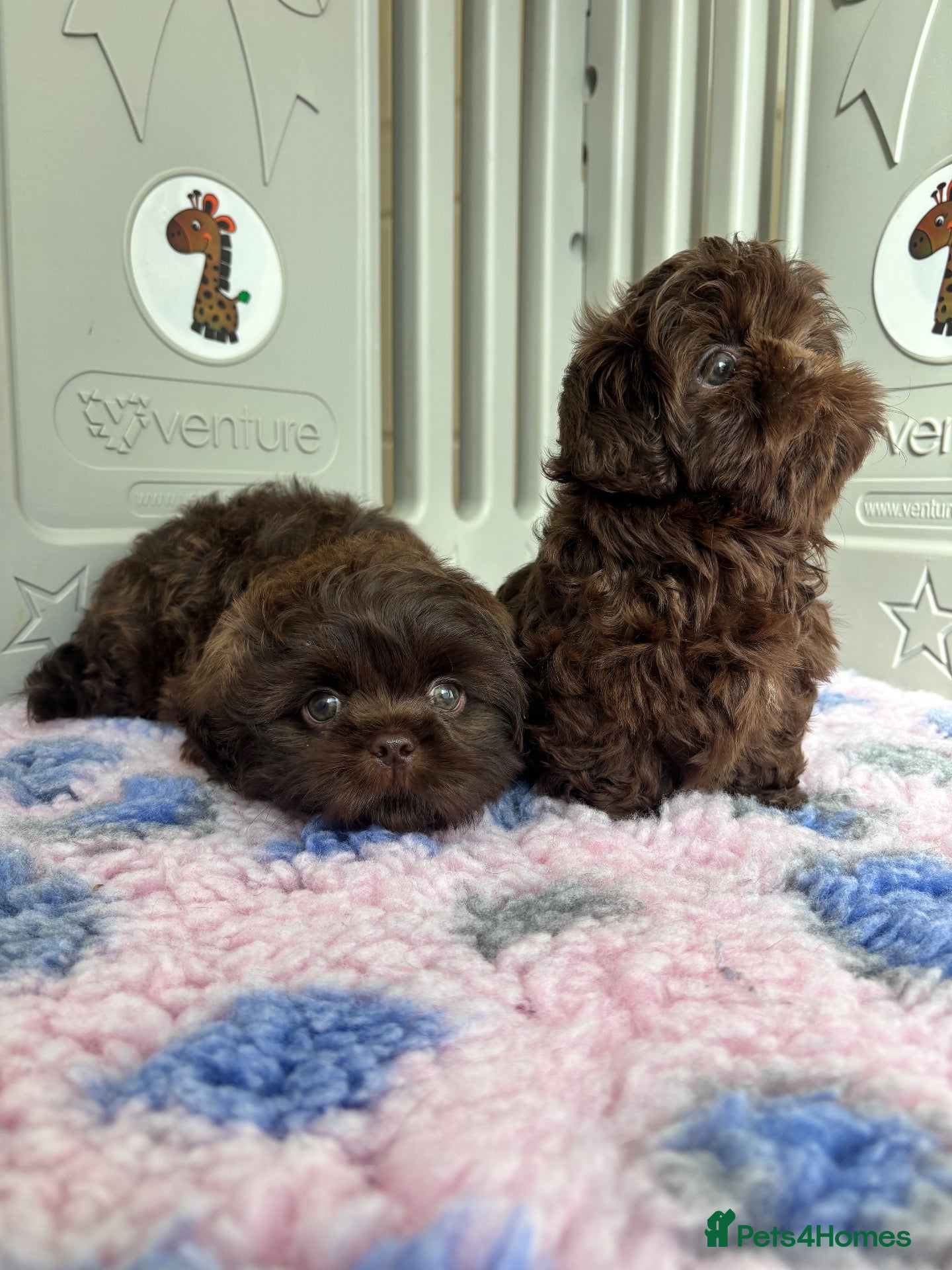 Shih Tzu dogs 💕Stunning Chocolate Shih Tzu💕 - Advert 2