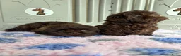 Shih Tzu dogs for sale: 💕Stunning Chocolate Shih Tzu💕 - Advert 3