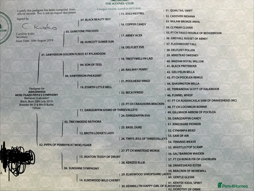 Labrador Retriever dogs for sale: Ready now! Beautiful Labrador pups (KC Reg) - Advert 15