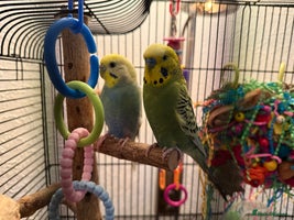Budgerigars birds 2 beautiful young budgies with cage/accessories - Advert 4