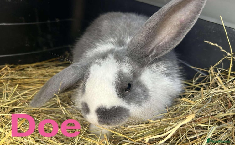 French Lop rabbits in Doncaster - Advert 12