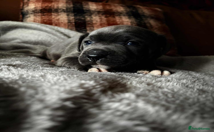 Staffordshire Bull Terrier dogs - Advert 16