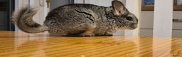 Chinchilla rodents for sale: Baby Chinchilla Kit - Manchester area - Advert 5