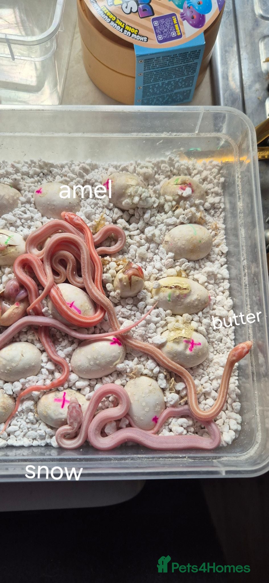 Corn Snake reptiles Baby corn snakes for sale  - Advert 1