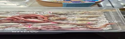 Corn Snake reptiles for sale: Baby corn snakes for sale  - Advert 1