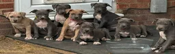 Staffordshire Bull Terrier dogs for sale: American Staffordshire terrier.ready to leave!!!  - Advert 5