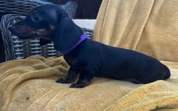 Miniature Dachshund dogs for sale: Smooth haired miniature dachshund - Image 2