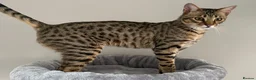 Savannah cats for sale: F5 SBT Savannah sisters Squealer, Shyler and Lily - Advert 1