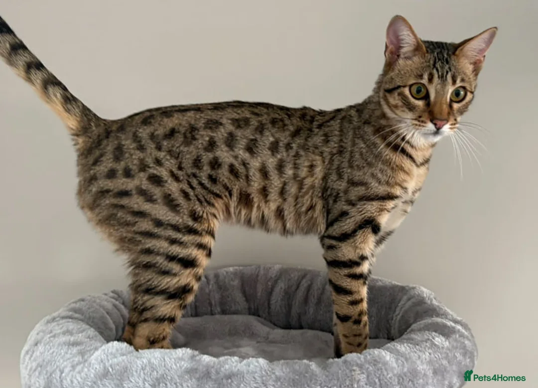 Savannah cats for sale: F5 SBT Savannah sisters Squealer, Shyler and Lily - Advert 1