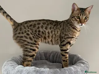 Savannah cats F5 SBT Savannah sisters Shyler, Lily and Squelaer - Advert 4