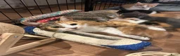 Mixed Breed cats for sale: Playful kittens for sale - Advert 34